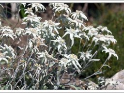Эдельвейсы (Leontopodium alpinum)