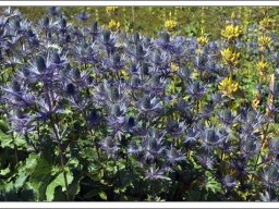 Цветы Erygnium alpinum