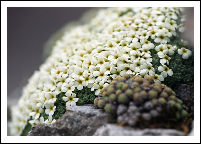 Цветущий Androsace helvetica (швейцарский горный жасмин) в долине Val Trupchun.