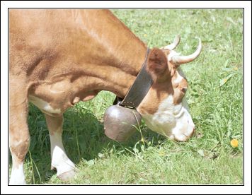 Коровы в Швейцарии носят огромные колокольчики.