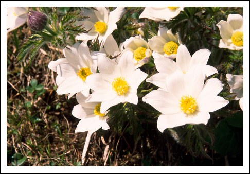 На Шиниге Платте. Альпийские анемоны (Pusatilla Alpina).